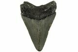 3.16" Fossil Megalodon Tooth - North Carolina - #200669-1